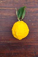 Citrus medica 'Canarone' - bumpy skin 