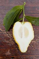 Citrus medica 'Florentina' - Citron - cut to show thick rind 