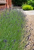 Lavandula augustifolia 'Hidcote' - English Lavender - hedge by house wall