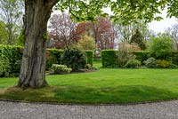 View over lawn to shrub border with: Spirea, Cotinus, Euonymus  Pittosporum, Viburnum, Brunnera, Epimedium and Anemones in front of Carpinus betulus - Hornbeam - hedge 