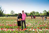 Nursery owners in Tulipa - Tulip - field with visitors 