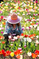 Woman picking cut flowers in a Tulipa - Tulip - field 