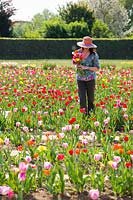 Woman holding bunch of cut flowers picked from Tulipa - Tulip - field