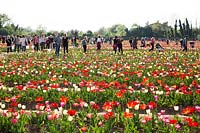 Visitors to pick-your-own Tulipa - Tulip - field 