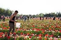 Man picking cut flowers in a Tulipa - Tulip - field full of visitors