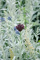 Allium atropurpureum, Artemisia 'Valerie Finnis' and Allium caeruleum