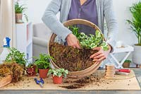 Woman planting Epipremnum pinnatum scindapsus into wooden sieve filled with moss.