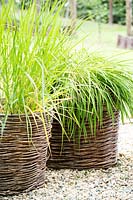 Woven Salix - Willow - pot covers, planted with ornamental grasses 