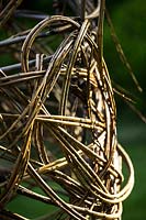 Circular pattern of hand woven entwined Salix - Willow