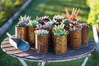 Succulents Echeveria planted in recycled rusted tin cans 