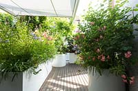 Terrace garden with large raised containers, planted with Alstroemeria 'Freedom' and Agapanthus 'Blue 'Sorm'. 