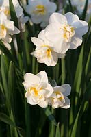 Narcissus 'Cheerfulness' - Daffodil 
