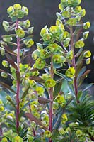 Euphorbia martinii 'Kolibri'