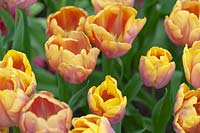 Triumph Tulipa 'Orange Legion'