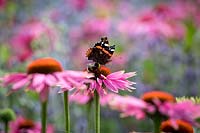 Red admiral butterfly and bumblebee on Echinacea purpurea 'Magnus' - Coneflower.