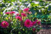 Dahlias supported by green plastic netting