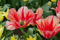 Triumph Tulipa 'Spryng Break'