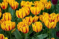 Tulipa 'Freedom Flame'