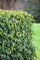 Hedge of Prunus lusitanica - Portuguese laurel