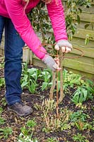 Putting in metal plant supports for perennials - Phlox paniculata 'Balmoral'