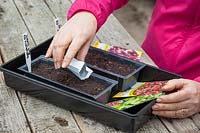 Sowing half hardy annuals in plastic trays in the greenhouse - Salpiglossis sinuata
