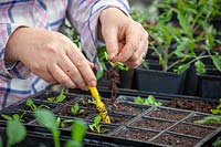 Pricking out Salpiglossis seedlings into plastic module trays using a dibber