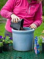 Planting up a container of bedding plants, measuring amount of compost by using a 1 litre pot to fill