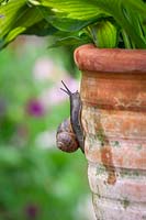 Snails climbing up a terracotta container towards a Hosta