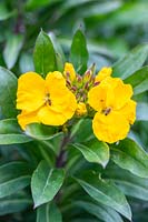 Erysimum 'Orange Bedder' - Wallflower - with early flowers and ants