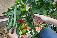 Removing some leaves from Tomato plants to help fruit ripen and make it easier to pick