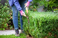 Trimming low box hedges using hand shears. Buxus sempervirens. 