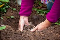 Planting a peony in autumn - placing in a hole making sure the crown is 3-4 cm below ground level