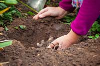 Planting a peony in autumn - placing in a hole and making sure the crown is 3-4cm below ground level. 