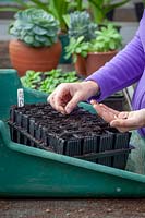 Sowing sweet pea seeds into plastic root trainer trays in the greenhouse. Lathyrus odoratus. 