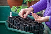 Sowing sweet peas seeds into plastic root trainers trays in the greenhouse. Lathyrus odoratus