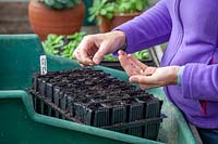 Sowing Lathyrus odoratus - Sweet Pea - seeds into plastic root trainers trays in the greenhouse