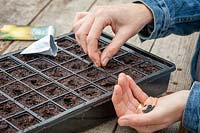 Sowing onions into module trays in a greenhouse in winter. Allium cepa