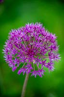 Allium hollandicum 'Purple Sensation' AGM