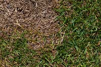 Close up of Army Worm damage in a Buffalo lawn. 