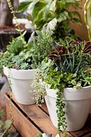 White pots with a planting of mixed succulents displayed on a timber crate.