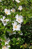 A climbing Cherokee rose with single white flowers.