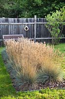 Festuca glauca in bed, set in lawn with fence behind