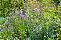 Mixed herbaceous border with Agastache 'Blue Fortune', Foeniculum vulgare, Angelica sylvestris 'Purpurea', Allium and Phacelia tanacetifolia.