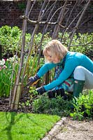 Planting out Lathyrus odoratus - sweet peas - that have been grown in root trainers