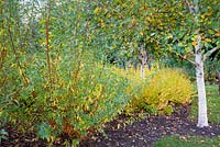 Betula albosinensis 'Fascination', Salix alba var. vitellina 'Yelverton' and Cornus sanguinea 'Winter Beauty'. 