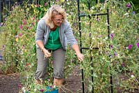 Removing Latyrus odoratus - sweet peas - after they have succumbed to powdery mildew