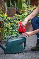 Feeding container plants - measuring out tomato feed into a watering can