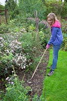 Hoeing weeds in a border using a swoe hoe