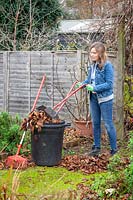 Picking up fallen leaves off paths with a leaf grabber and rake in order to make leaf mould.
