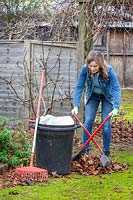 Picking up fallen leaves off paths with a leaf grabber and rake in order to make leaf mould.